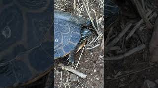 What kind of turtle 🐢 #outdoorwork #farmlife #outdoors