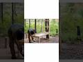 Built a Secret Underground House Alone #shorts #bushcraft #survival #housebuild #shortsfeed