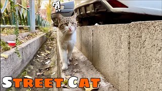 Street Cats are enjoying their life? by Cats Land 193 views 4 months ago 1 minute, 59 seconds