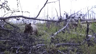 7 Scary Bear Encounters 