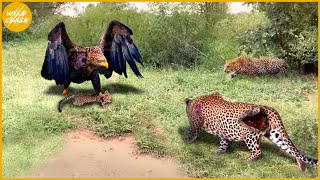 35 Moments When Eagles Hunt In Leopard Territory And Receive Painful Endings | Animal Fight