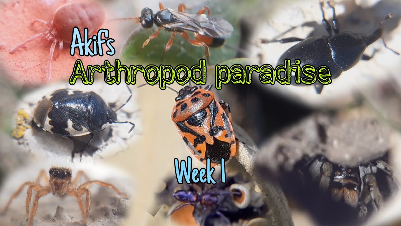 Akif's Arthropod paradise - Week 1