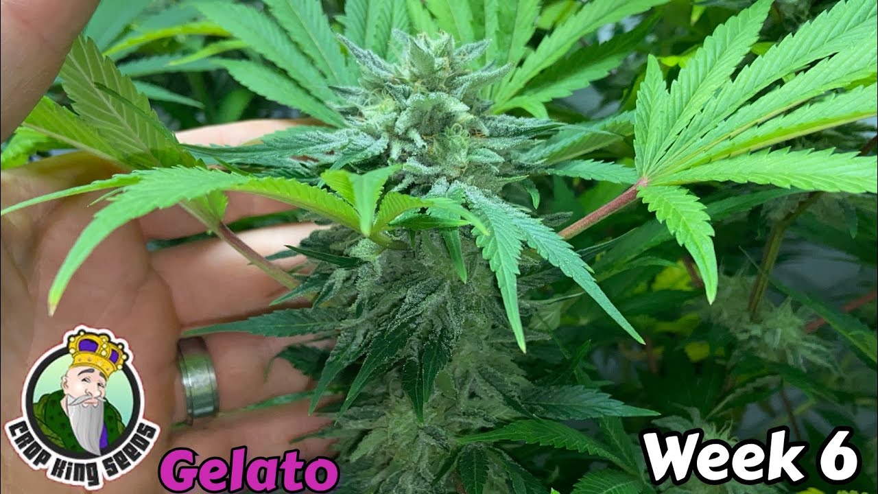 End of week 6 flower for the Crop King Seeds Gelato, TNB Naturals, Mars Hydro TS1000 AC,INFINITY