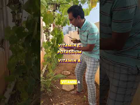 Ridgegourd richness | Country Vegetables for gut health | Dr Pal