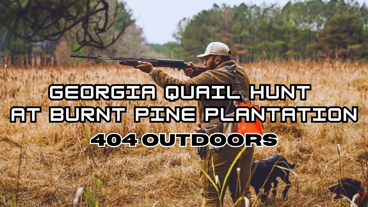 Bobwhite Quail Hunting in Georgia - Burnt Pine Plantation