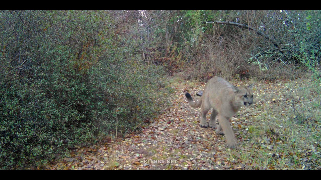 Mountain lion mini-scrape