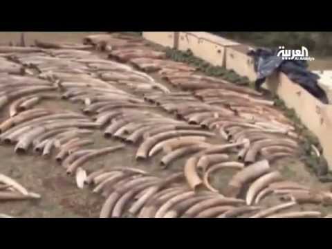 الاتجار غير المشروع للعاج يهدد الأفيال في إفريقيا