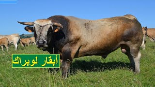 سلالة أبقار الاوبراك | مميزاتها والغرض منها
