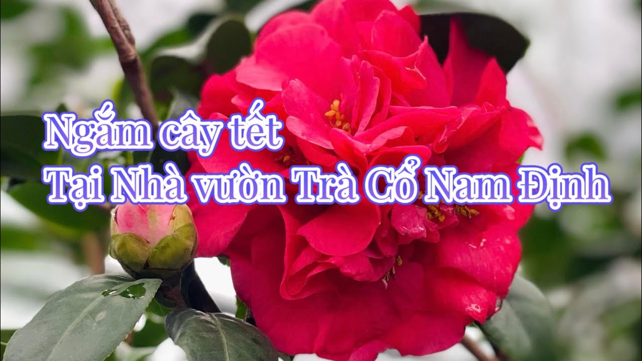 NGẮM HOA TRÀ MY CỔ TẠI NHÀ VƯỜN TRÀ CỔ NAM ĐỊNH 