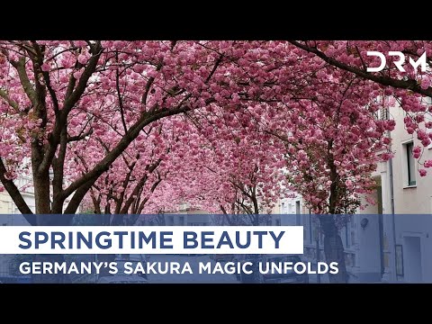 Bonn Cherry Blossom View live cam preview