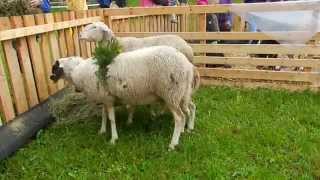 干し草をもらう羊　Spiegelschaf