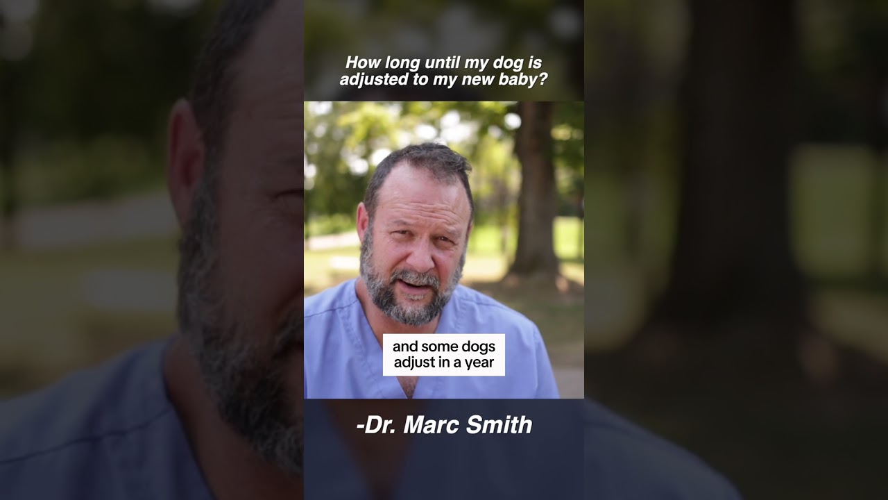 Tips for Dog Adjustment to a New Baby by Marc Smith, DVM, MS