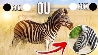 POR QUE AS ZEBRAS TÊM LISTRAS? Qual o REAL SIGNIFICADO?