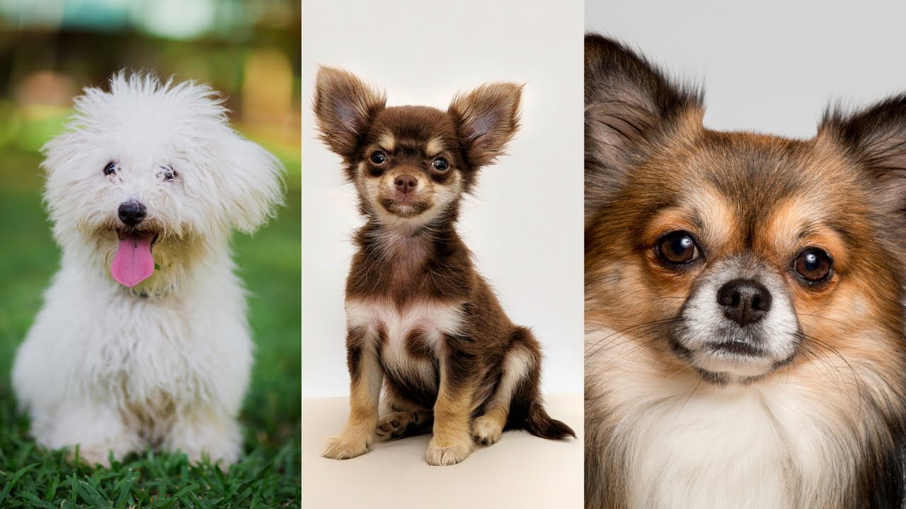 Top 10 small dogs in the world YouTube