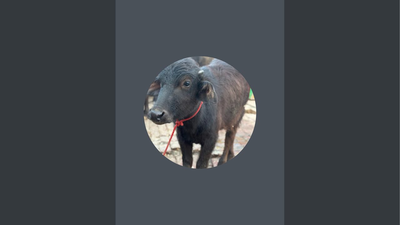 SHUBH Dairy farm is live