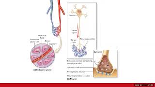 Celebrity Endocrine System (Ch17) Review Wealth