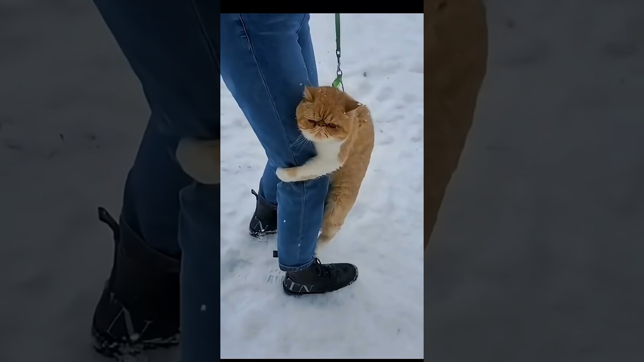 Cat vs Snow ❄️🐱 | The Ultimate Winter Battle!#FunnyCat #CuteCat #WinterBattle #PetLovers #SnowFun