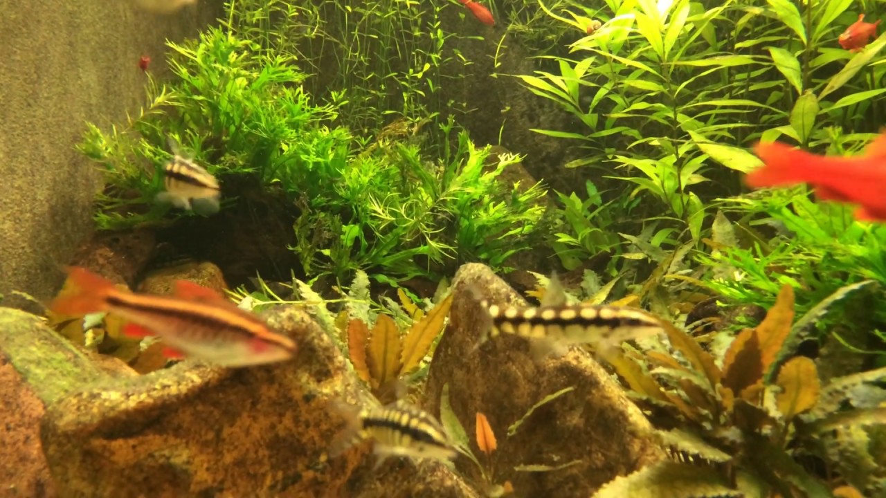 Dwarf Chain Loach - Ambastaia sidthimunki