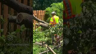 St. Louis Homeowners: Don’t Wait Until This Tree Falls! #stl #bluecollar #fyp #viral #lawncare #fy