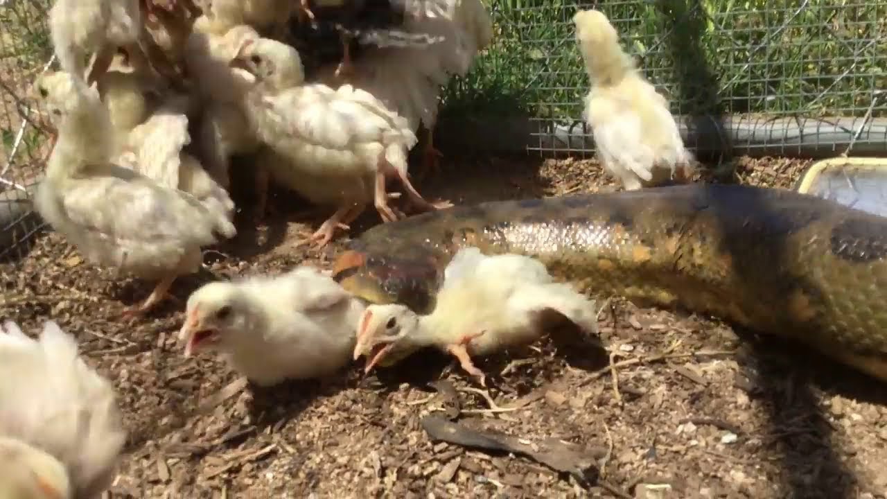 Anaconda Eat for chicken inside the cell | VVPDA - YouTube