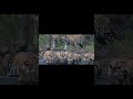 @Umred Karhandla Wildlife SanctuaryGotangoan gangF2 tigress with cubs (14/01/2026) morning