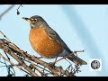 Chant du merle damriquesong of the american robin