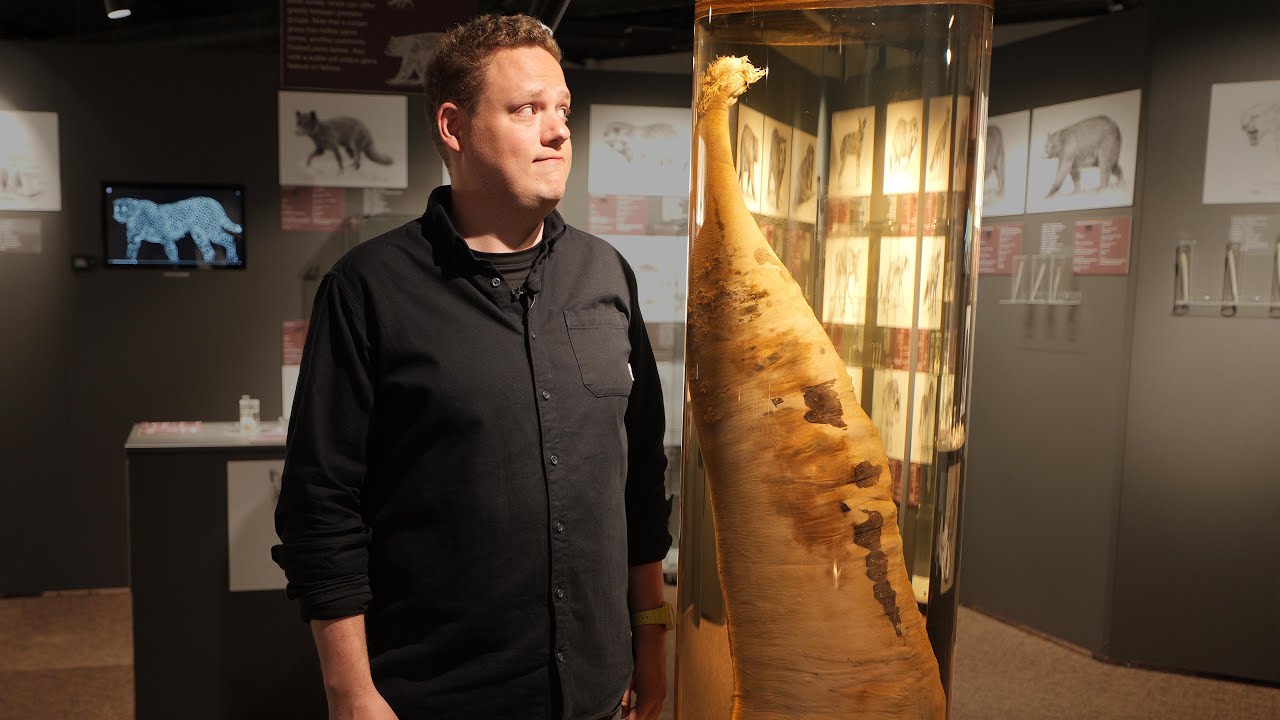 Внутри единственного в мире музея пениса