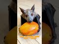 ¡EL MONSTRUO DE ÁFRICA! 🦇🐴 El extraño Murciélago Cabeza de Martillo #ciencia #animals