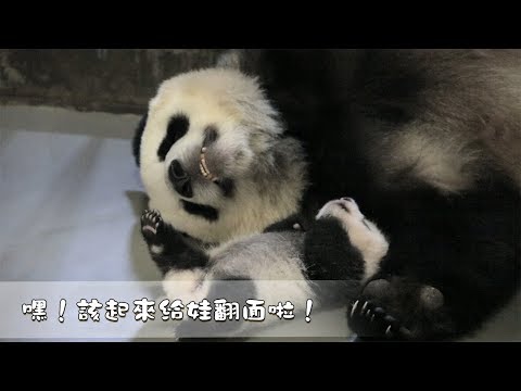 熊貓早晚安》嘿！該起來給娃翻面啦！| iPanda