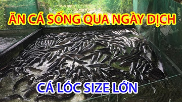 Bắt Đầu Nuôi Cá Lóc Cá Trê Năm 2021 Cần Lưu Ý Những Gì | Trại Cá Phú Yên