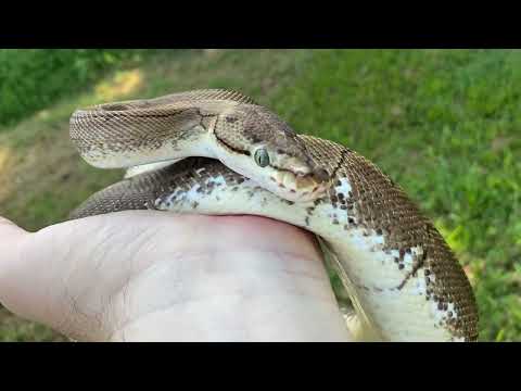 Spinner ball python female 