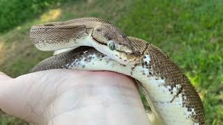Spinner ball python female 