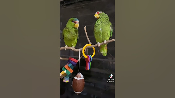 SI TIENES UN LORO PONLE ESTE AUDIO TIKTOK VIRAL | Kito Cotorrito