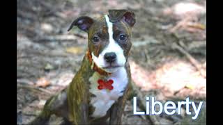 Bobbie's Pit Bull Rescue & Sanctuary 2018 Adoptions Video