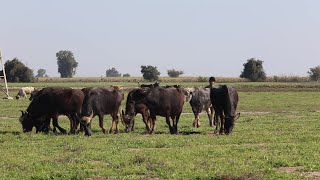Adolescent Breeding Cow In Rach In Khuzestan Province