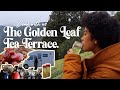 Day Trip from Tokyo! | Come with us to the World's Only Golden Leaf Tea Terrace🇯🇵🍵
