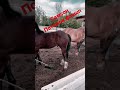 Самсон потомок флеша…🔥🔥🔥🐴🐴🐴👍🏻