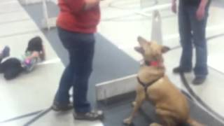 First time learning fly ball
