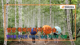 영양 죽파리 자작나무숲, 한여름 무더위 식히는 '숲속 피서지' 각광..