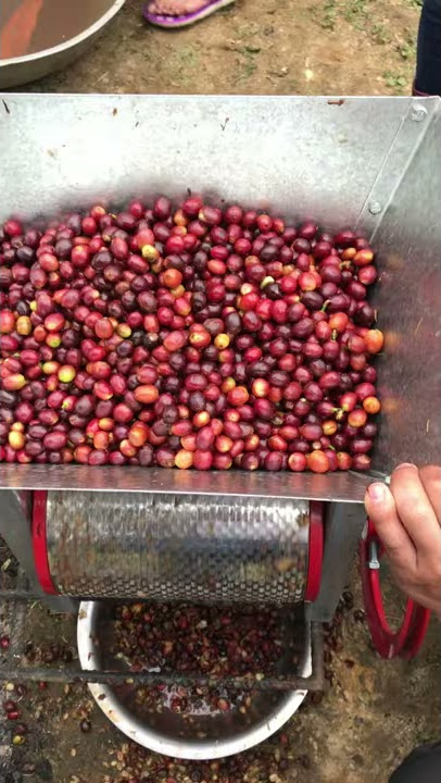 Pengolahan Kopi: Pencabutan Kulit Kopi (Manual)