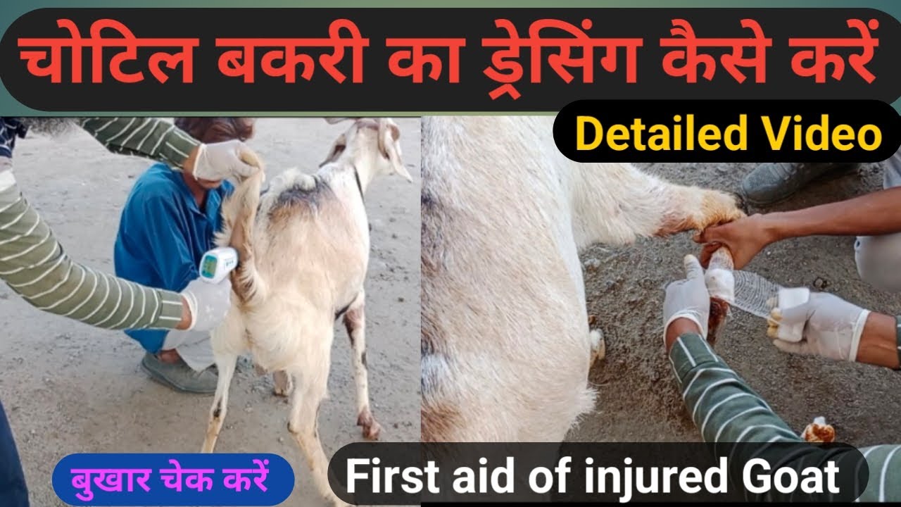 चोटिल बकरी का ड्रेसिंग बकरा फार्म पर, First aid of injured goat ...