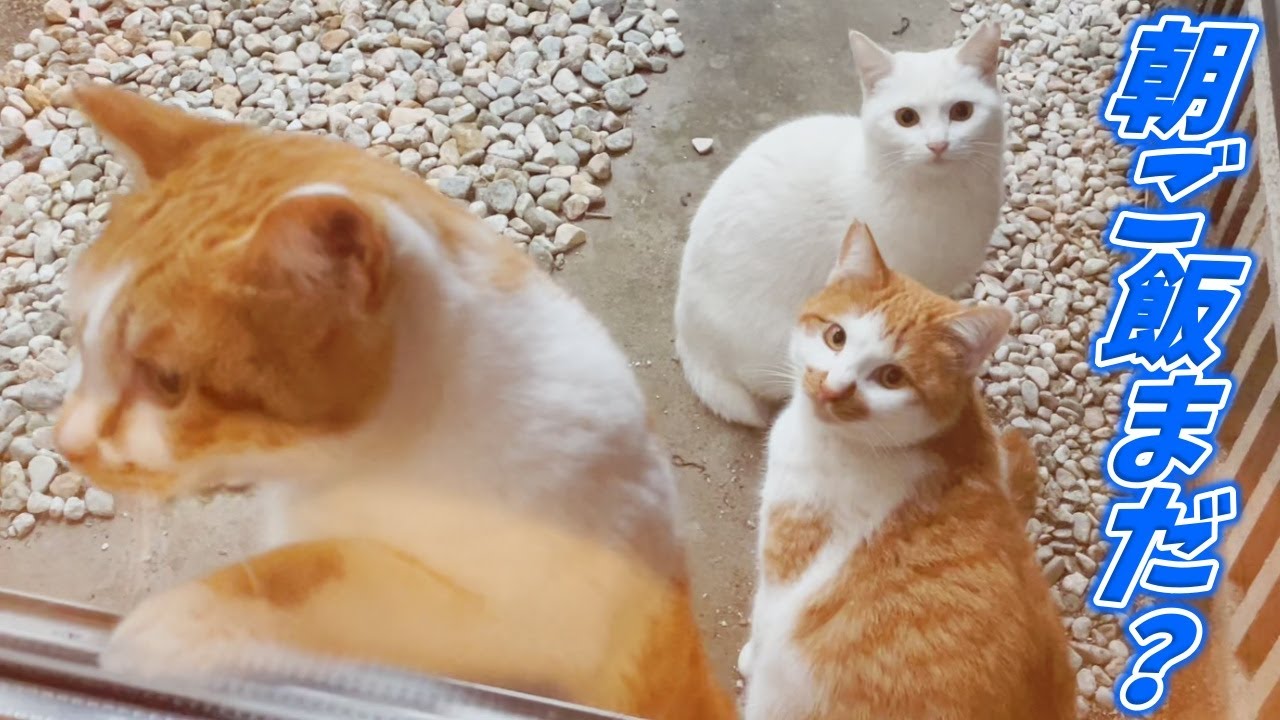 ふんばり親子猫 三毛猫 【公式通販】