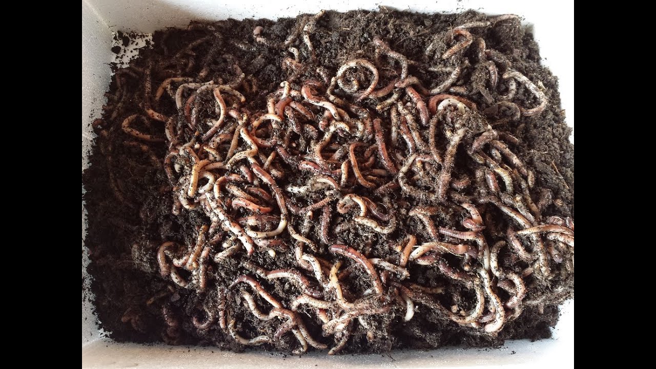 Jak założyć hodowlę dendrobeny | czerwonych robaków |