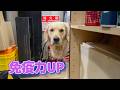 免疫力UPは親心。ゴールデンレトリバーティト