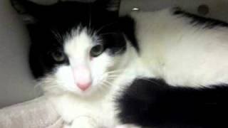 Chandler, Black White Super Soft Boy Cat, 1 Year, Shy, Purry, Lovely, Needs A Home