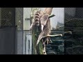 なぜこんな事に・・・ Raccoon sleeping #shorts
