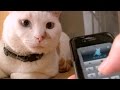 人猫語翻訳機アプリ オッドアイ君編