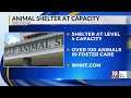 Huntsville Animal Services in Dire Need of Kitten Foster Homes, at Capacity for Dogs | May 12, 2026