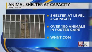 Huntsville Animal Services in Dire Need of Kitten Foster Homes, at Capacity for Dogs | May 12, 2026