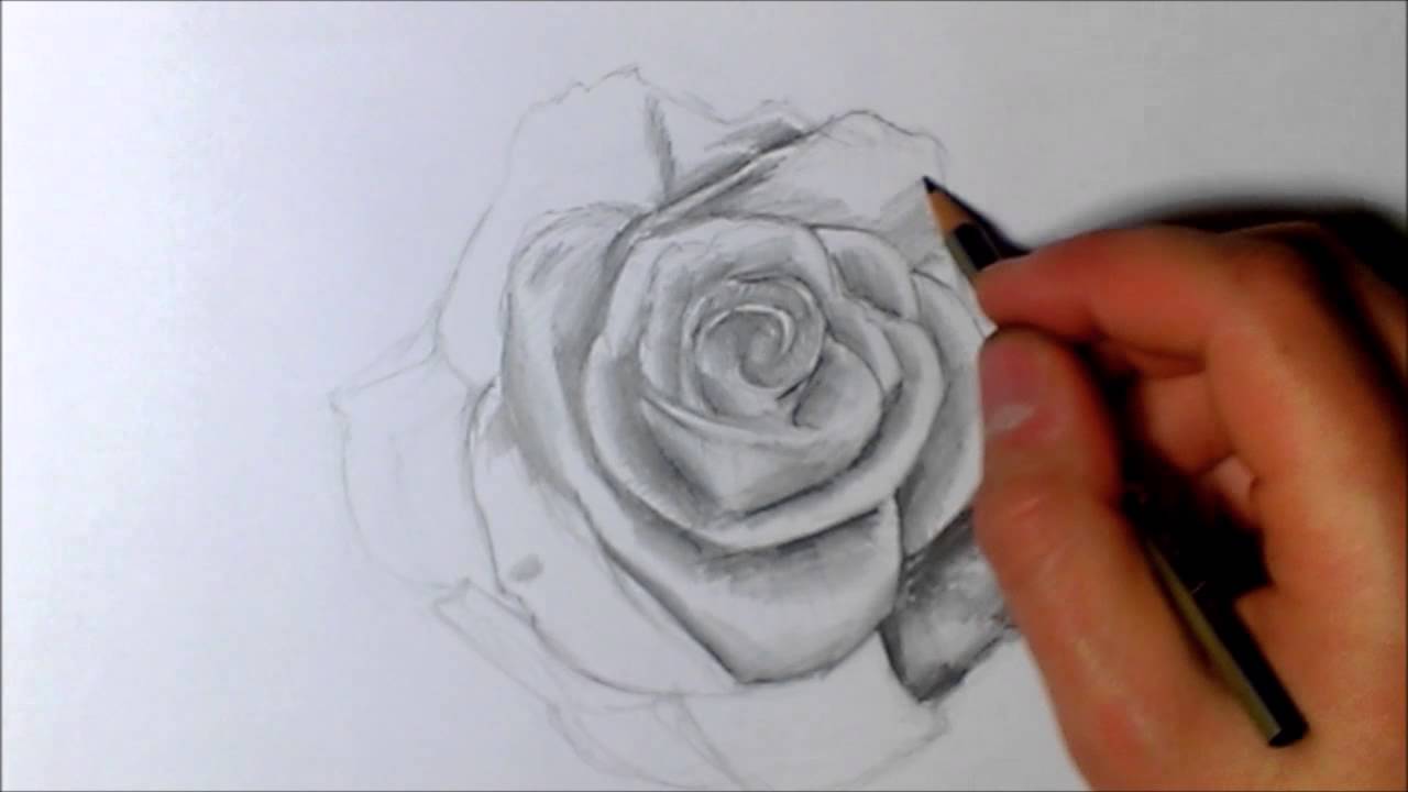 Jak Narysować Różę Rose Speed Drawing